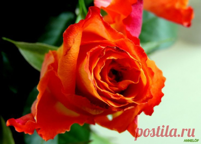Photo A happy Tuesday rose by Anne Löf on 500px | Rene Basurto Quijada приколол(а) это к доске Flores - Flowers