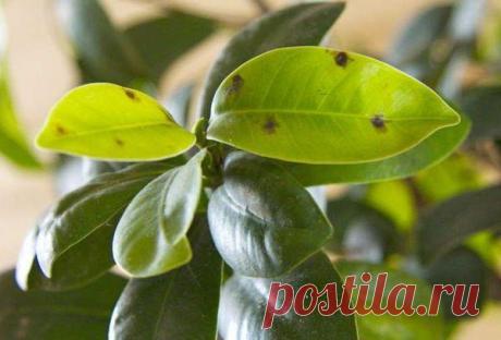 По каким причинам на листьях у фикуса появились коричневые пятна Возможные причины пятен
Почему на фикусе появляются темные пятна, не все цветоводы понимают. На самом деле, их несколько, но все они сводятся к одному главному фактору: домашнее растение начинает боле...