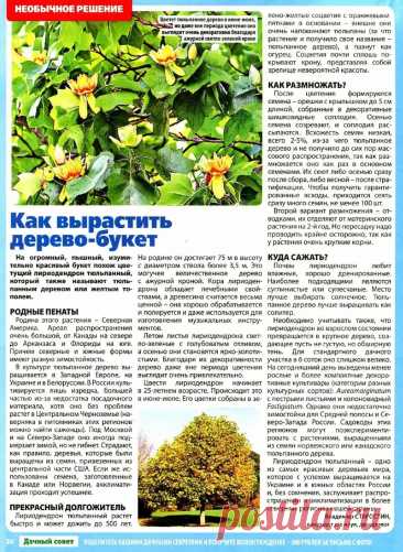 Лириодендрон тюльпанный - дерево-букет (тюльпанное дерево)
