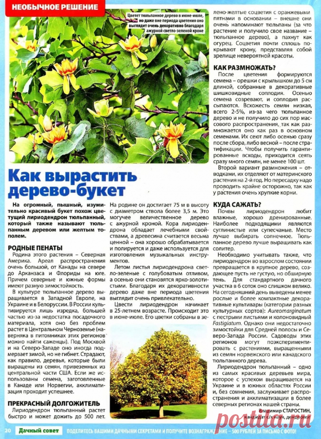 Лириодендрон тюльпанный - дерево-букет (тюльпанное дерево)