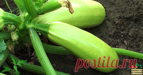 Делюсь секретной схемой подкормок огурцов и кабачков, о которой нельзя молчать. Урожай собираю вёдрами, ничего сложного нет | Удачный урожай | Яндекс Дзен