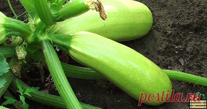 Делюсь секретной схемой подкормок огурцов и кабачков, о которой нельзя молчать. Урожай собираю вёдрами, ничего сложного нет | Удачный урожай | Яндекс Дзен