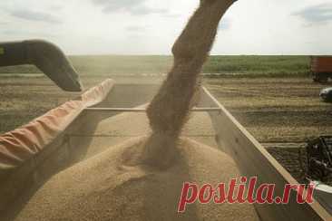 Прогноз сбора пшеницы в России понизили из-за непогоды