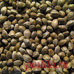 Семена конопли. Штраф за 29 кустов - 7 тысяч рублей - Blog