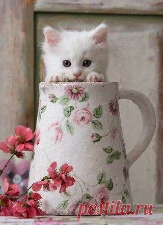 ПРИРОДА | Фотографии МилаЯ ***** | 77 фото