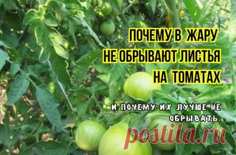 Вот почему томатам нужны все листья - особенно в жару: 3 причины, почему удалять их не нужно. А когда нужны и пасынки: мнение агрономов |