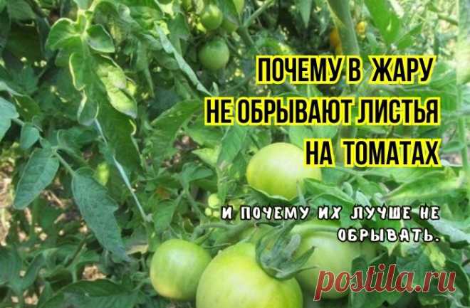 Вот почему томатам нужны все листья - особенно в жару: 3 причины, почему удалять их не нужно. А когда нужны и пасынки: мнение агрономов |