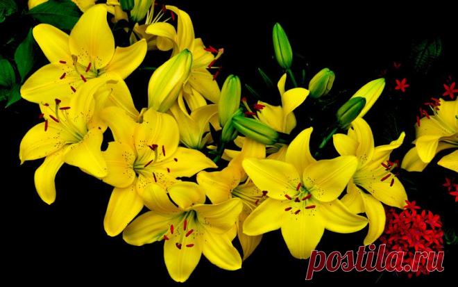Картинки лилии, цветы, флора на рабочий стол » Цветы