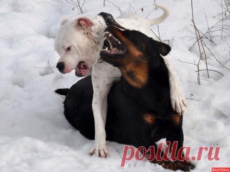 Фото: Суки играют. Николай Попов. Фото животных - Фото и фотограф на Расфокусе.