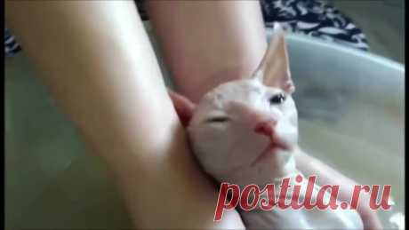 Котик сфинкс любит купаться!))))