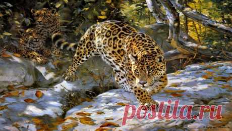 23-jaguar-spotted-cat-wold-big.jpg (1920×1080)