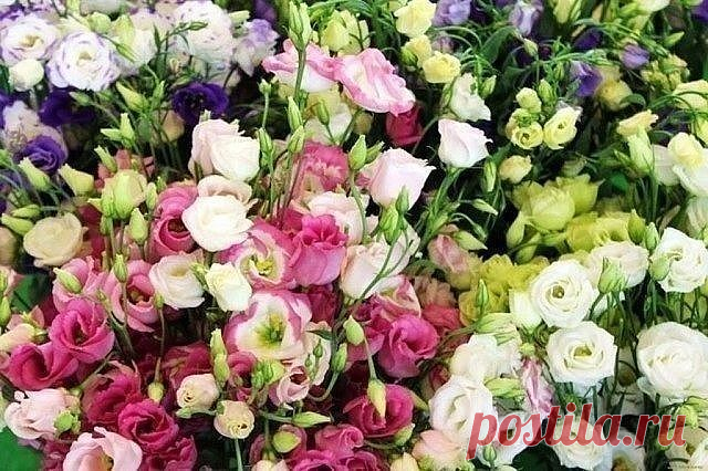 (14) Одноклассники