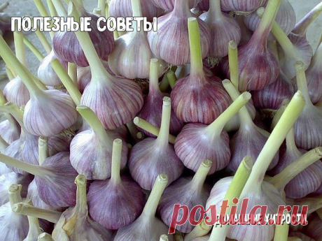 (3) Одноклассники