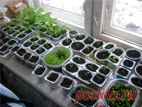 Что мешает нормальному развитию рассады на подоконниках со стеклопакетами | Дачный участок