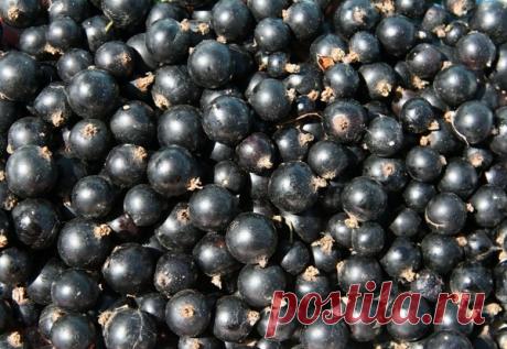 Вино из черной смородины - простой рецепт в домашних условиях