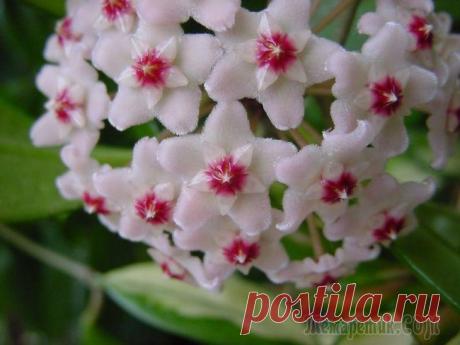 Уход за хойей и размножение в домашних условиях