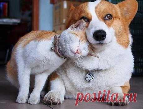 ЕЩЁ КОТЭ | KotoMail.ru