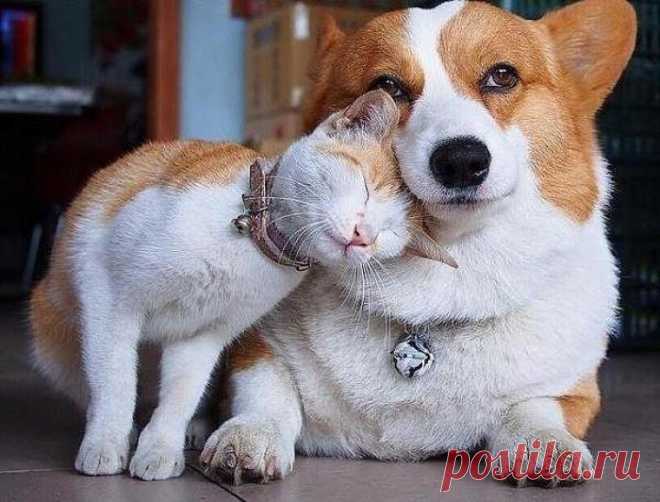 ЕЩЁ КОТЭ | KotoMail.ru