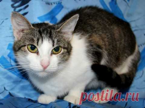 У котов можно многому поучиться