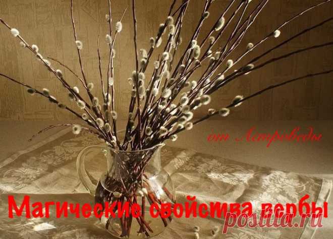 МАГИЧЕСКИЕ СВОЙСТВА ВЕРБЫ.... Раньше вербу называли деревом девяти жизней. Когда‑то давно умели из него готовить лекарство, которое человеческую жизнь продлевало, делало его почти бессмертным, а иногда даже воскрешало. Но сейчас рецепт этого лекарства потерян...