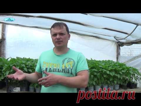 ВЫРАЩИВАНИЕ СЛАДКОГО ПЕРЦА И БАКЛАЖАН. Перерастание рассады-что делать?