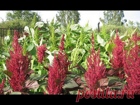 Лекция: Растения для здоровья - Мир через Культуру