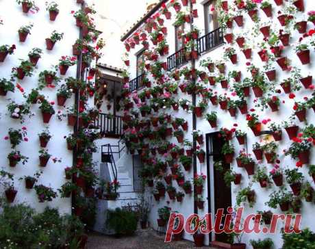 Прекрасный фестиваль цветов в патио (Кордова, Испания)