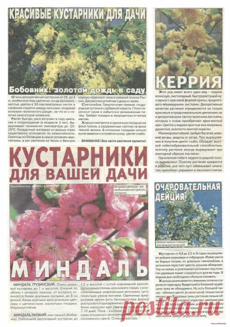 Красивые кустарники. Бобовник. Миндаль. Керрия. Дейция.