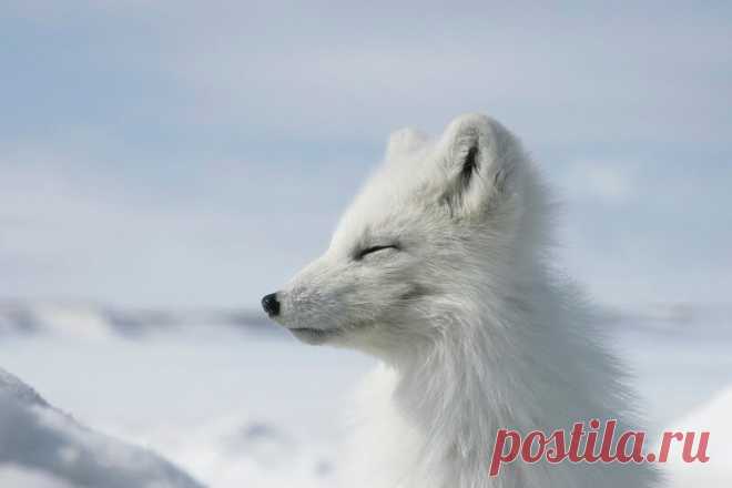 Очень забавные фото животных с эмоциями — найдите на них себя | WWF России | Яндекс Дзен