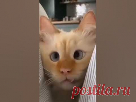 «Остатки алкоголя ушли из вашего организма». ОЧЕНЬ СМЕШНО 🤣🤣🤣 #funnyvideo #video #видео #забавныеживотные #кот #котики #рек #рекомендации #funny #смех #смешно #шутки #топ #тренды #алкоголь #трезваякультура #трезваяросси...