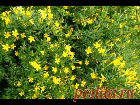 Жасмин жёлтый, или кустарниковый (Jasminum fruticans)