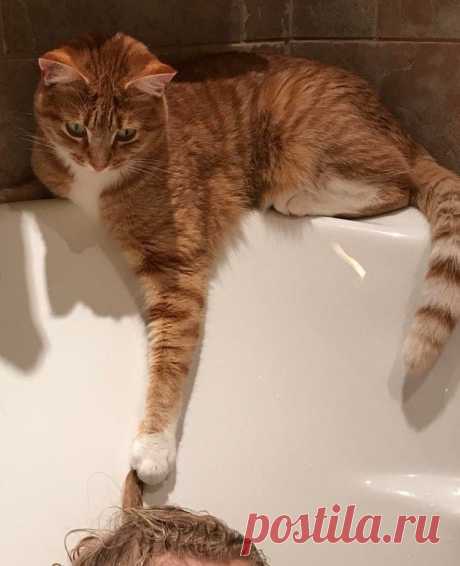 Котики, для которых понятие личного пространства не более чем чушь