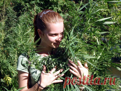 Всемирный заговор против конопли | Велемудр