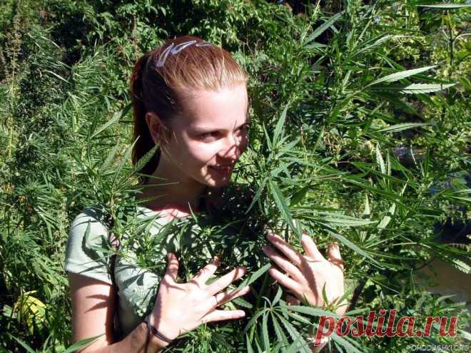 Всемирный заговор против конопли | Велемудр