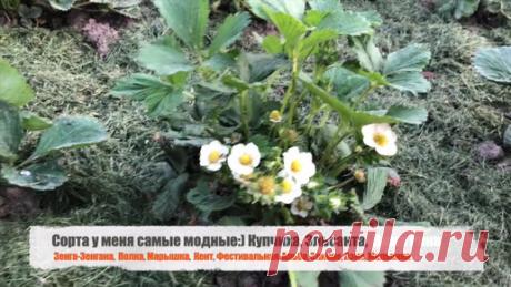 ЗЕМЛЯНИКИ БУДЕТ В 10 РАЗ БОЛЬШЕ, ЕСЛИ СДЕЛАТЬ ЭТО ВЕСНОЙ! | Беседка | Дзен