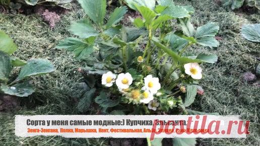 ЗЕМЛЯНИКИ БУДЕТ В 10 РАЗ БОЛЬШЕ, ЕСЛИ СДЕЛАТЬ ЭТО ВЕСНОЙ! | Беседка | Дзен