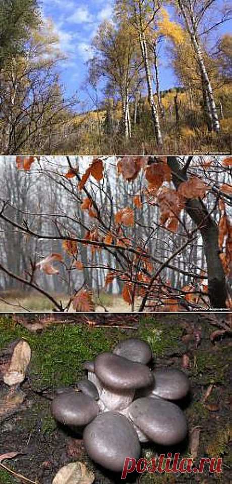 Осенний лес, лето одноклассники любовь фото, лес осенью - Альбом по ключевому слову: лес : осень - скачать обои, картинки на рабочий стол бесплатно