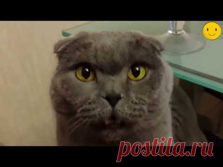 Говорящие коты, приколы с котами очень смешное видео