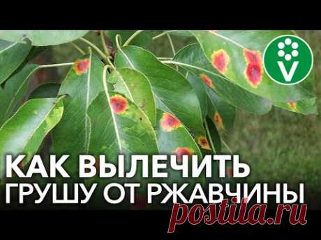 РЖАВЧИНА ГРУШИ: полная схема обработок с весны до осени
