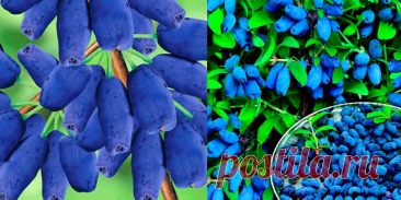 Сорта жимолости съедобной для сада