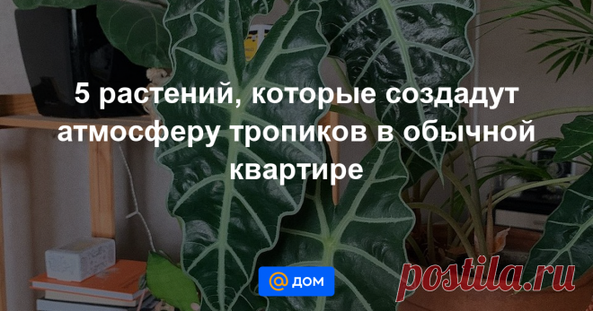5 растений, которые создадут атмосферу тропиков в обычной квартире Подбираем домашние цветы для тех, кому хочется оказаться в теплой стране под пальмой.