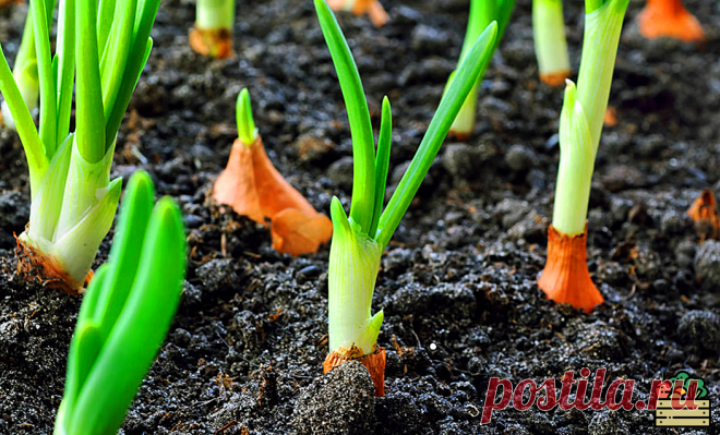 Рекомендации по посадке лука-севка, которые должен выполнять каждый