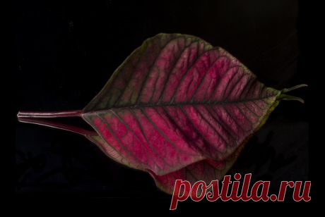 Red and Green Poinsettia Leaf