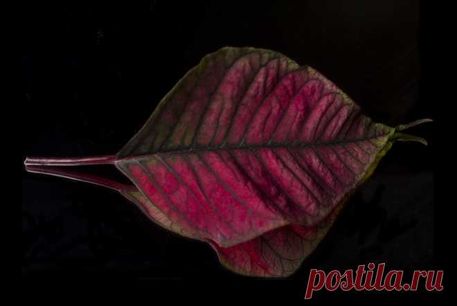 Red and Green Poinsettia Leaf