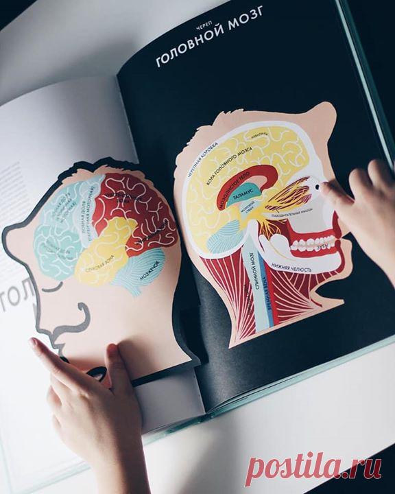 «Анатомия» Элен Дрювер снова в продаже! Друзья, мы знаем, что вы очень ждали эту книгу. Рады сообщить, что она наконец появилась в продаже и сейчас ее можно заказать со скидкой 25% → mif.to/upWc6 Эта книга в доступной, понятной и интересной форме рассказывает об устройстве человеческого тела и работе всех систем организма. Иллюстрации в книге выполнены с помощью лазерной резки. Когда страницы наложены друг на друга, мы видим полную картину строения человеческого тела. Когда листаем страницы по…