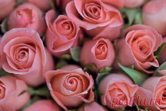 Что ваши любимые цветы говорят о вас