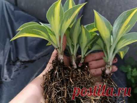 🌱 ПОШИНКУЙТЕ ХОСТУ!!!! И ей, и вам ОЧЕНЬ понравится!!!!