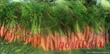 Морковные премудрости. Опыт выращивания крупной и вкусной морковки!