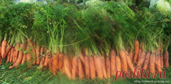 Морковные премудрости. Опыт выращивания крупной и вкусной морковки!