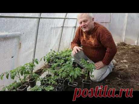 Дарю вам ЗОЛОТУЮ ТАБЛЕТКУ для спасения бедных почв. Русский Народный Овсяный Кисель! По Распопову.